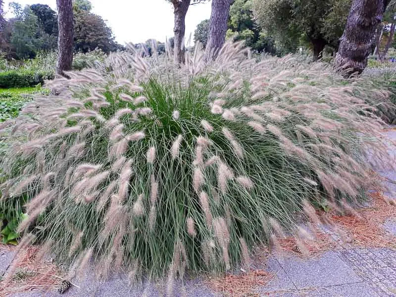 G0002 Grass, Pennisetum Alopecuroides 'hameln' - View 6 from www redcrocus com