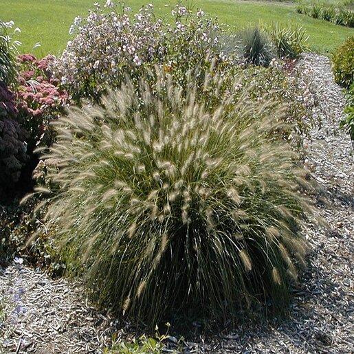 G0002 Grass, Pennisetum Alopecuroides 'hameln' - View 9 from www redcrocus com