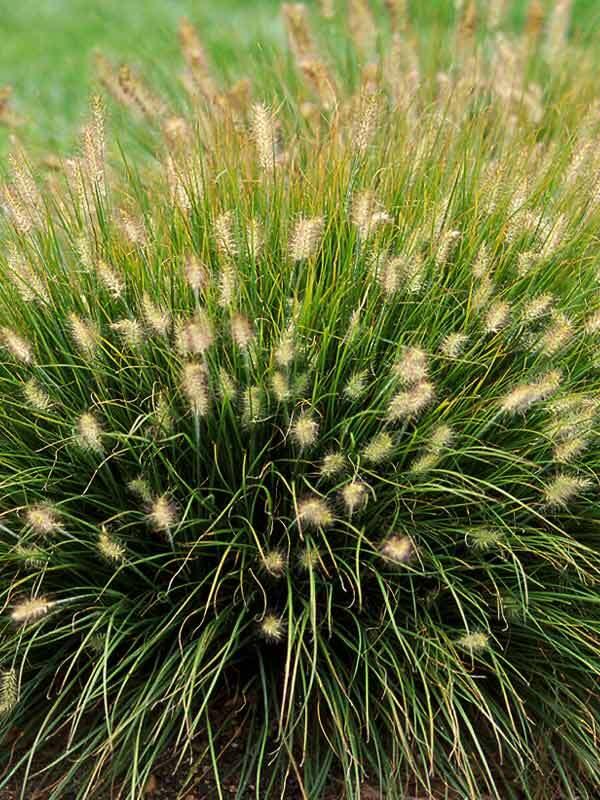 G0003 Grass, Pennisetum Alopecuroides 'little Bunny' - View 10 from www redcrocus com