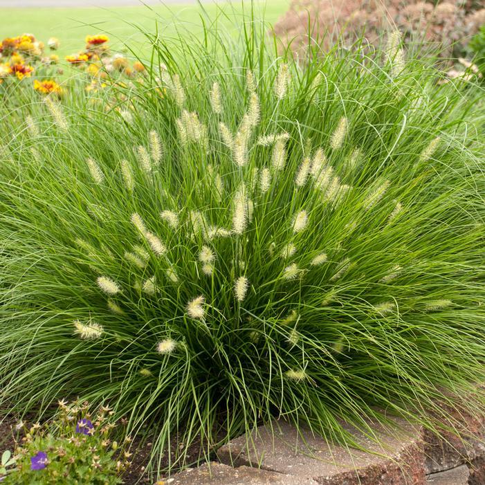 G0003 Grass, Pennisetum Alopecuroides 'little Bunny' - View 11 from www redcrocus com