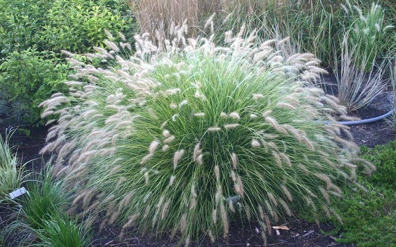 G0003 Grass, Pennisetum Alopecuroides 'little Bunny' - View 17 from www redcrocus com