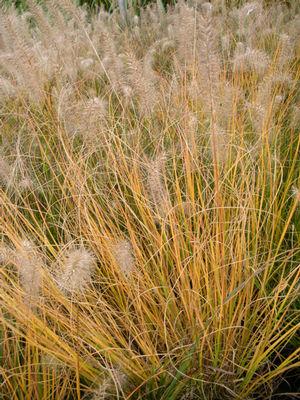 G0003 Grass, Pennisetum Alopecuroides 'little Bunny' - View 18 from www redcrocus com