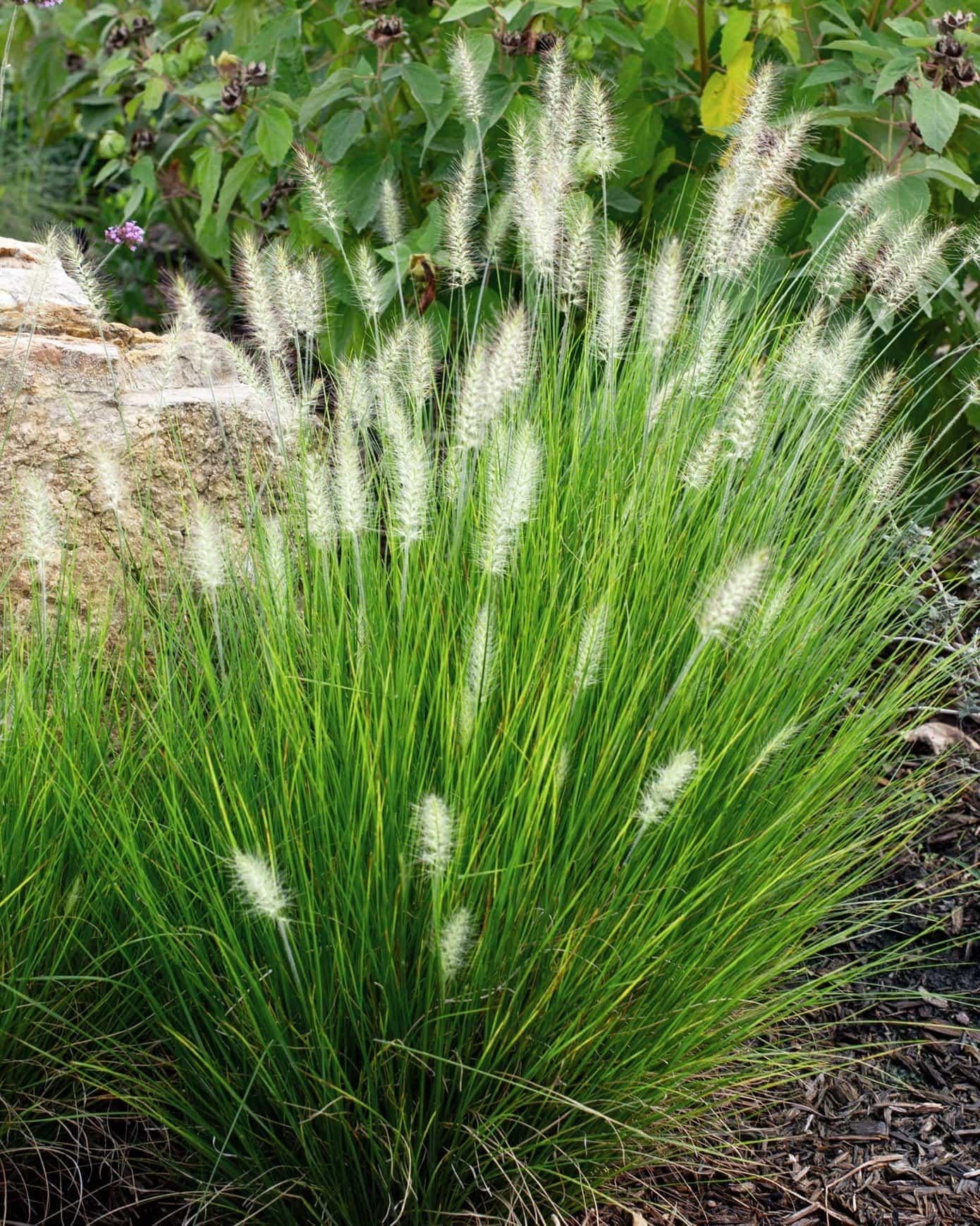 G0003 Grass, Pennisetum Alopecuroides 'little Bunny' - View 19 from www redcrocus com