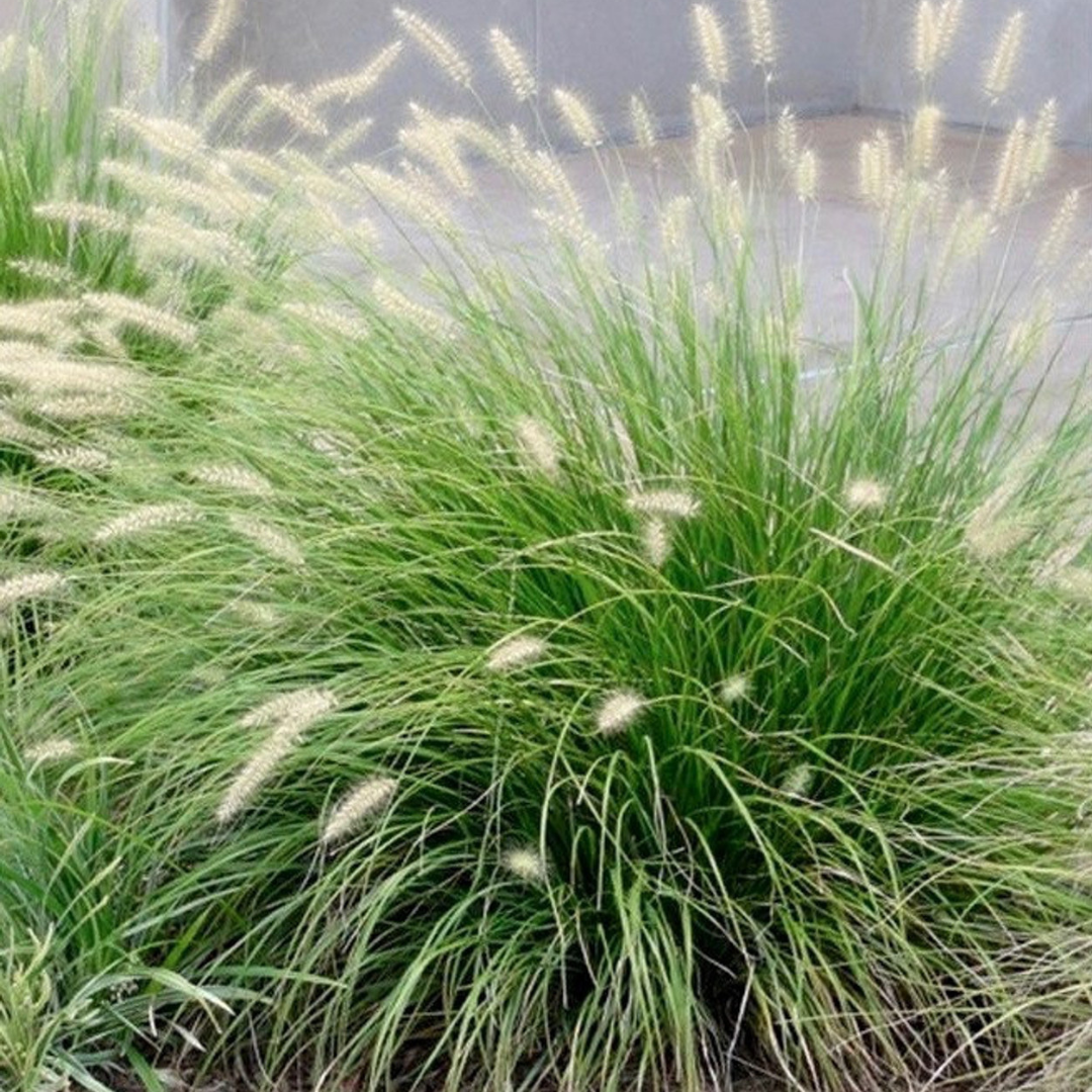 G0003 Grass, Pennisetum Alopecuroides 'little Bunny' - View 20 from www redcrocus com