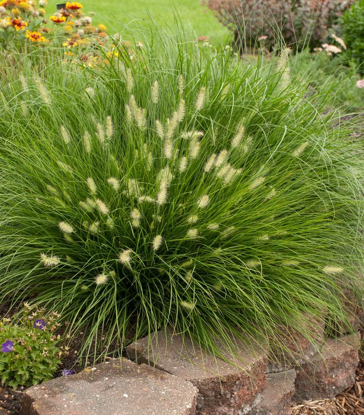 G0003 Grass, Pennisetum Alopecuroides 'little Bunny' - View 21 from www redcrocus com