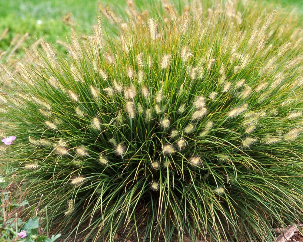 G0003 Grass, Pennisetum Alopecuroides 'little Bunny' - View 22 from www redcrocus com