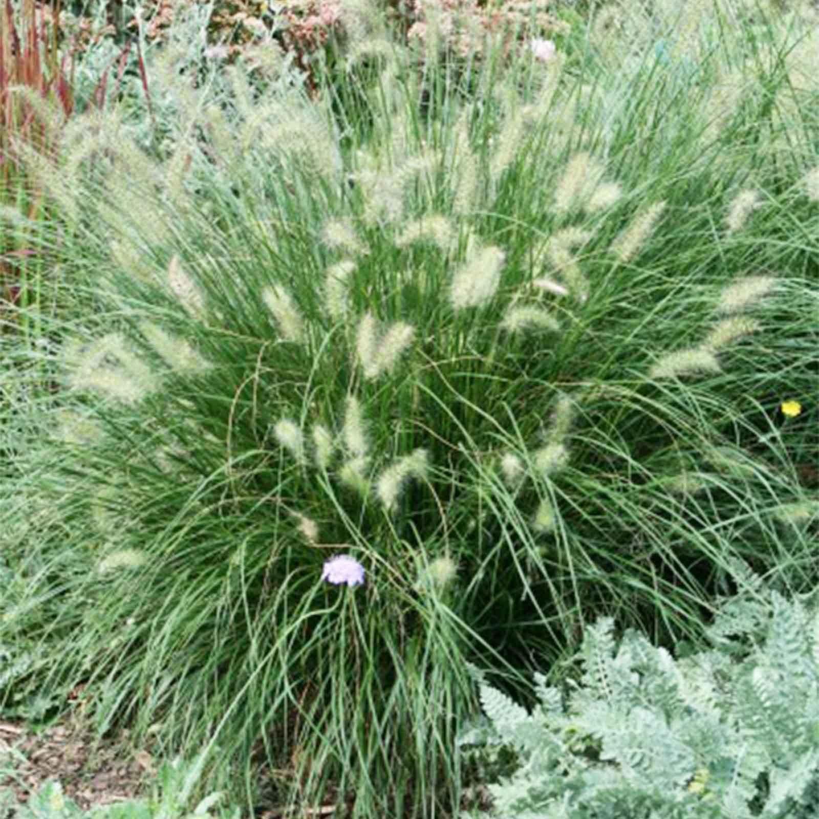 G0003 Grass, Pennisetum Alopecuroides 'little Bunny' - View 24 from www redcrocus com