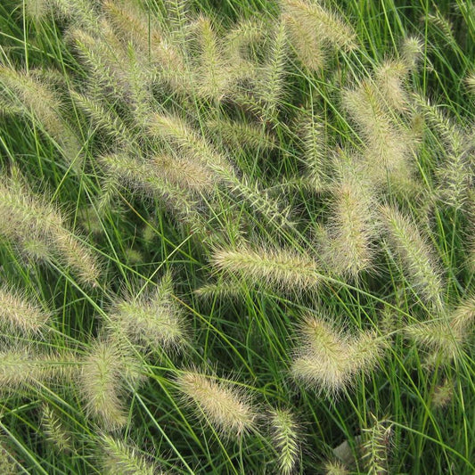 G0003 Grass, Pennisetum Alopecuroides 'little Bunny' - View 25 from www redcrocus com