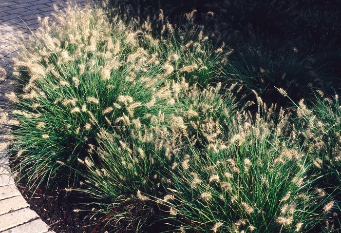 G0003 Grass, Pennisetum Alopecuroides 'little Bunny' - View 26 from www redcrocus com
