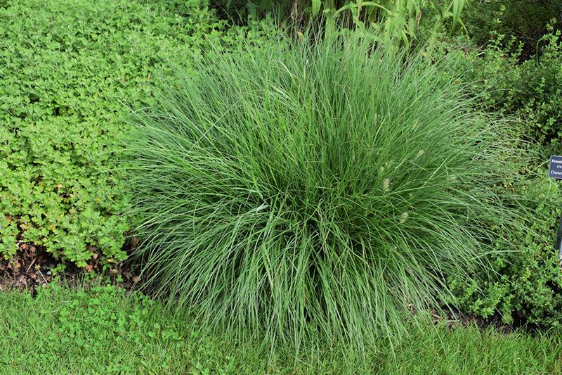 G0003 Grass, Pennisetum Alopecuroides 'little Bunny' - View 27 from www redcrocus com