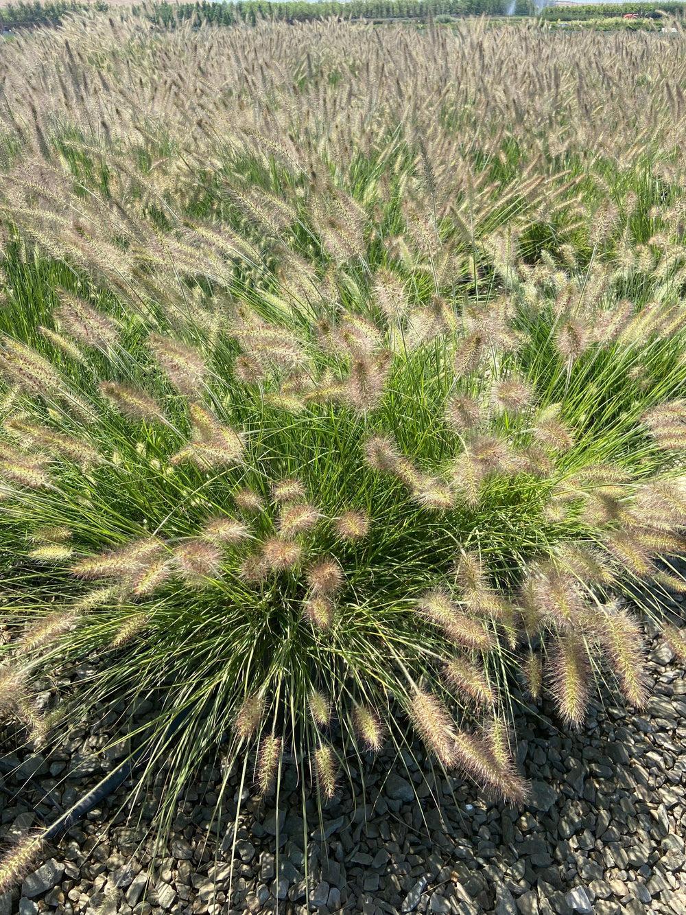 G0003 Grass, Pennisetum Alopecuroides 'little Bunny' - View 28 from www redcrocus com