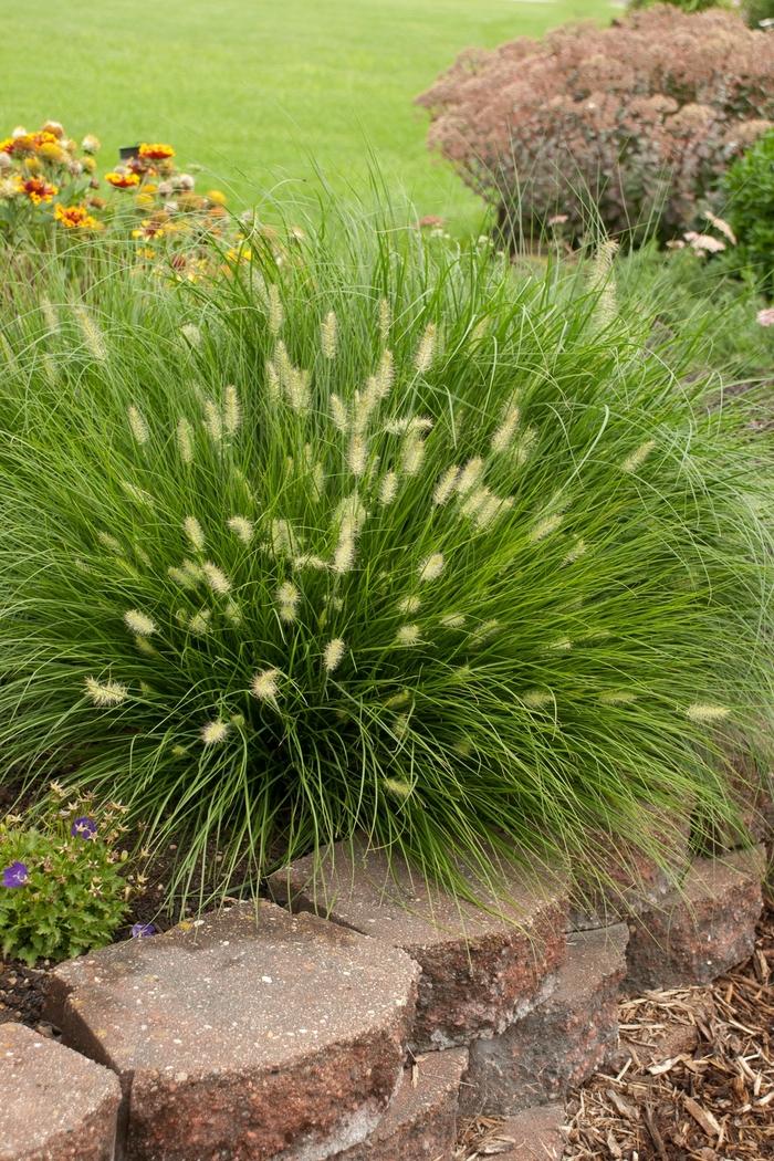 G0003 Grass, Pennisetum Alopecuroides 'little Bunny' - View 29 from www redcrocus com