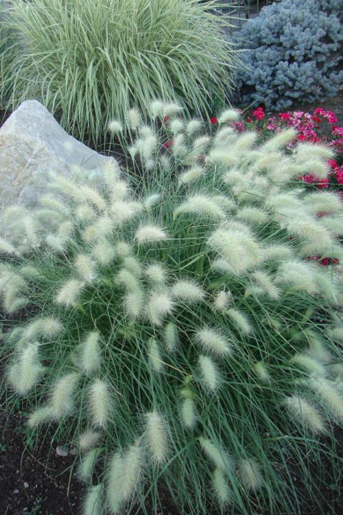 G0003 Grass, Pennisetum Alopecuroides 'little Bunny' - View 2 from www redcrocus com