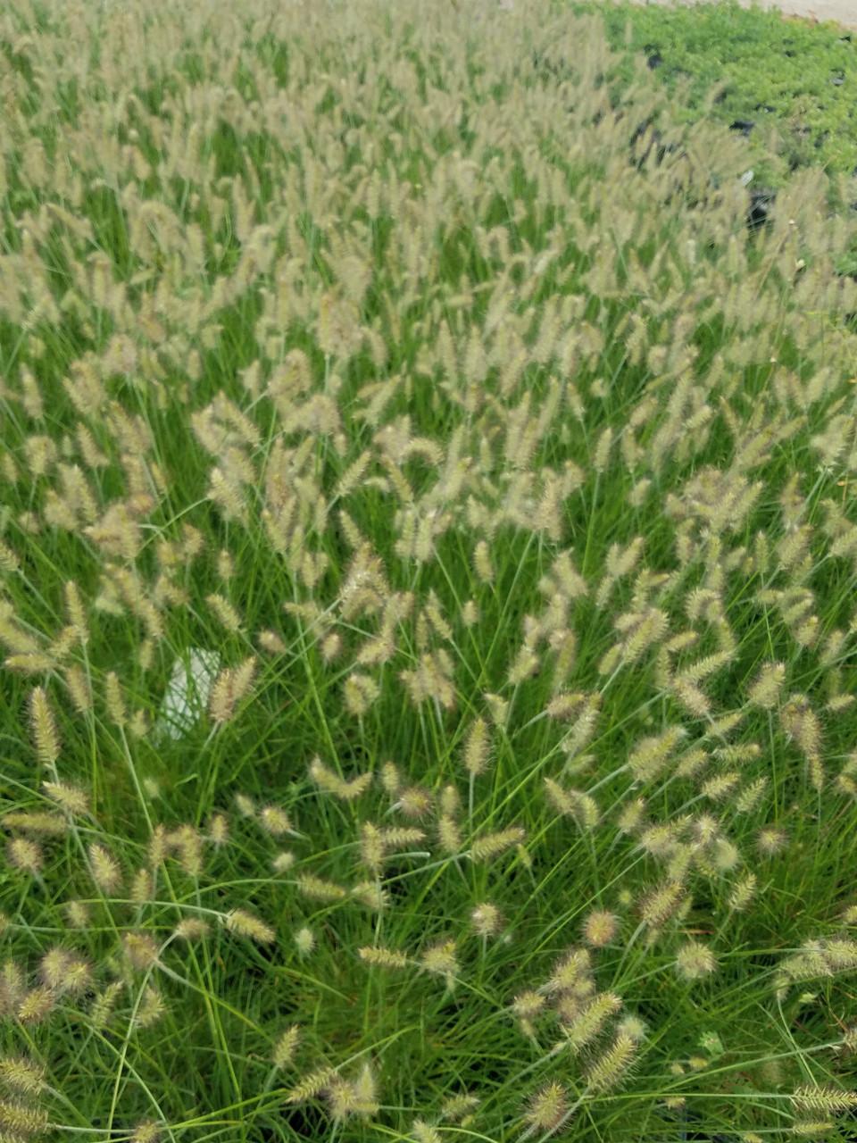G0003 Grass, Pennisetum Alopecuroides 'little Bunny' - View 33 from www redcrocus com