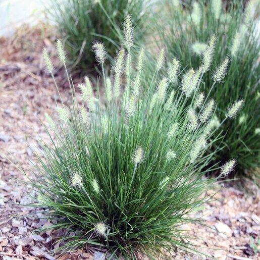 G0003 Grass, Pennisetum Alopecuroides 'little Bunny' - View 3 from www redcrocus com