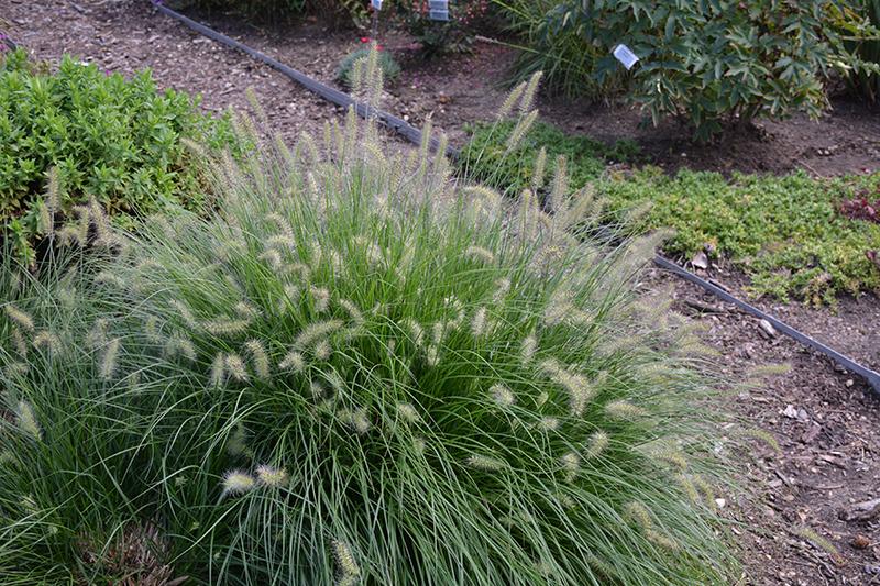 G0003 Grass, Pennisetum Alopecuroides 'little Bunny' - View 4 from www redcrocus com