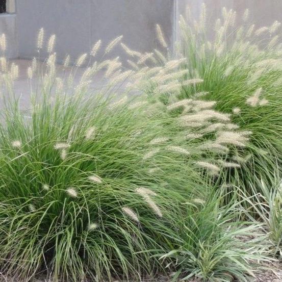 G0003 Grass, Pennisetum Alopecuroides 'little Bunny' - View 6 from www redcrocus com