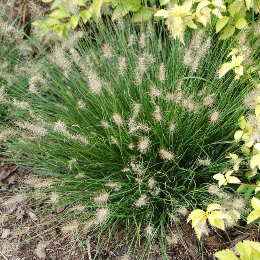 G0003 Grass, Pennisetum Alopecuroides 'little Bunny' - View 8 from www redcrocus com