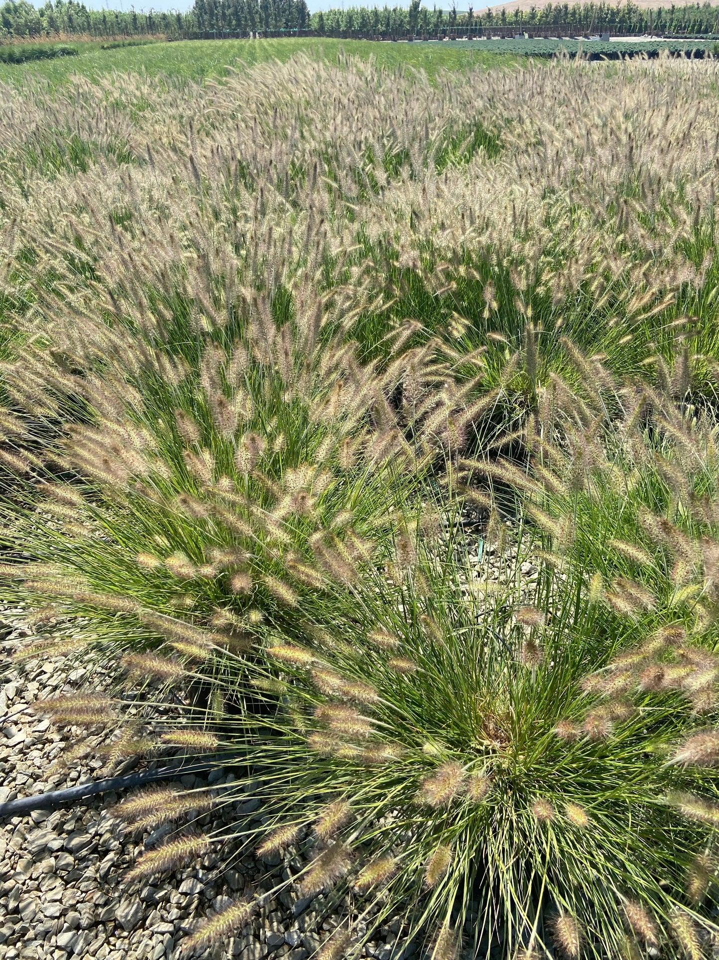 G0003 Grass, Pennisetum Alopecuroides 'little Bunny' - View 9 from www redcrocus com