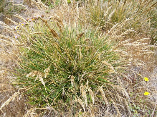 G0008 Grass, Deschampsia Cespitosa - View 11 from www redcrocus com