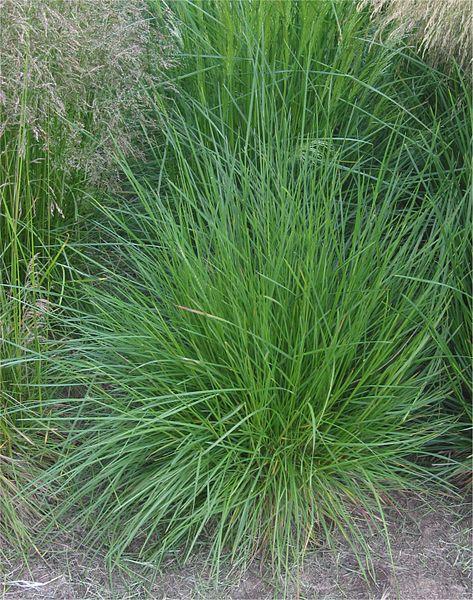 G0008 Grass, Deschampsia Cespitosa - View 12 from www redcrocus com