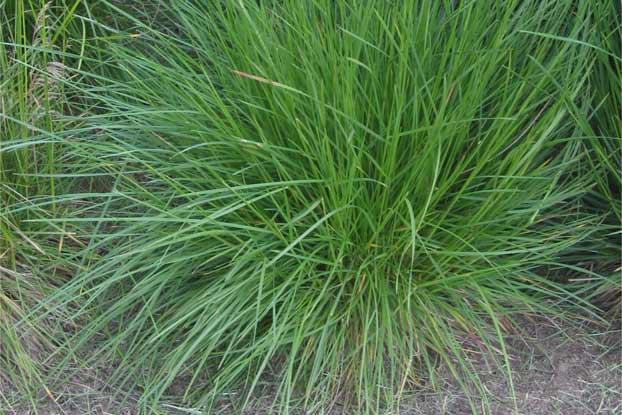 G0008 Grass, Deschampsia Cespitosa - View 13 from www redcrocus com