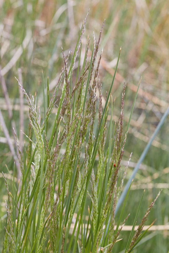 G0008 Grass, Deschampsia Cespitosa - View 17 from www redcrocus com