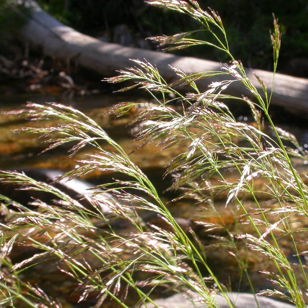 G0008 Grass, Deschampsia Cespitosa - View 18 from www redcrocus com