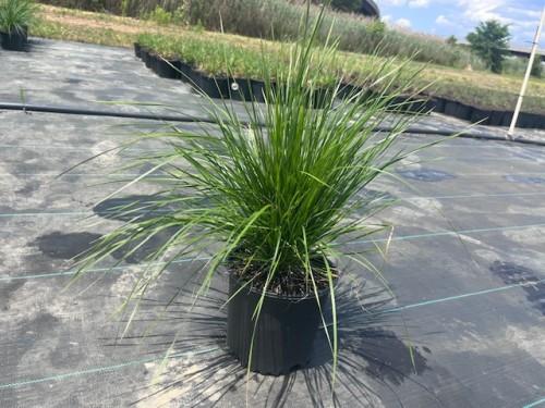 G0008 Grass, Deschampsia Cespitosa - View 19 from www redcrocus com