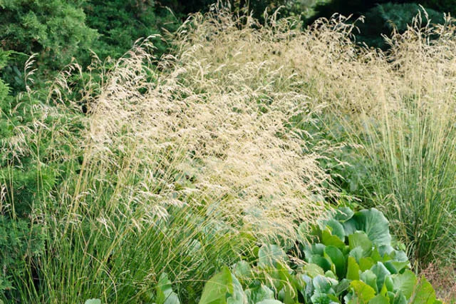 G0008 Grass, Deschampsia Cespitosa - View 20 from www redcrocus com