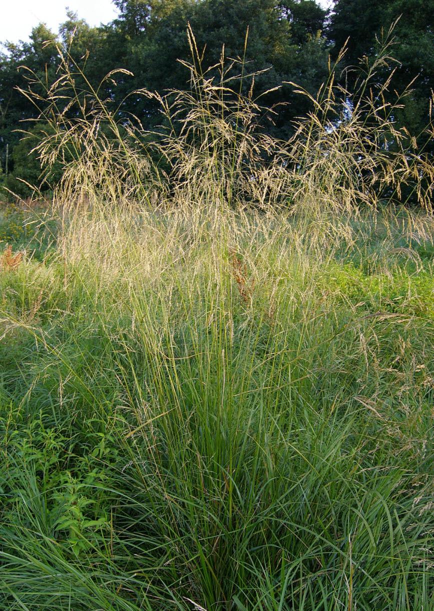 G0008 Grass, Deschampsia Cespitosa - View 21 from www redcrocus com