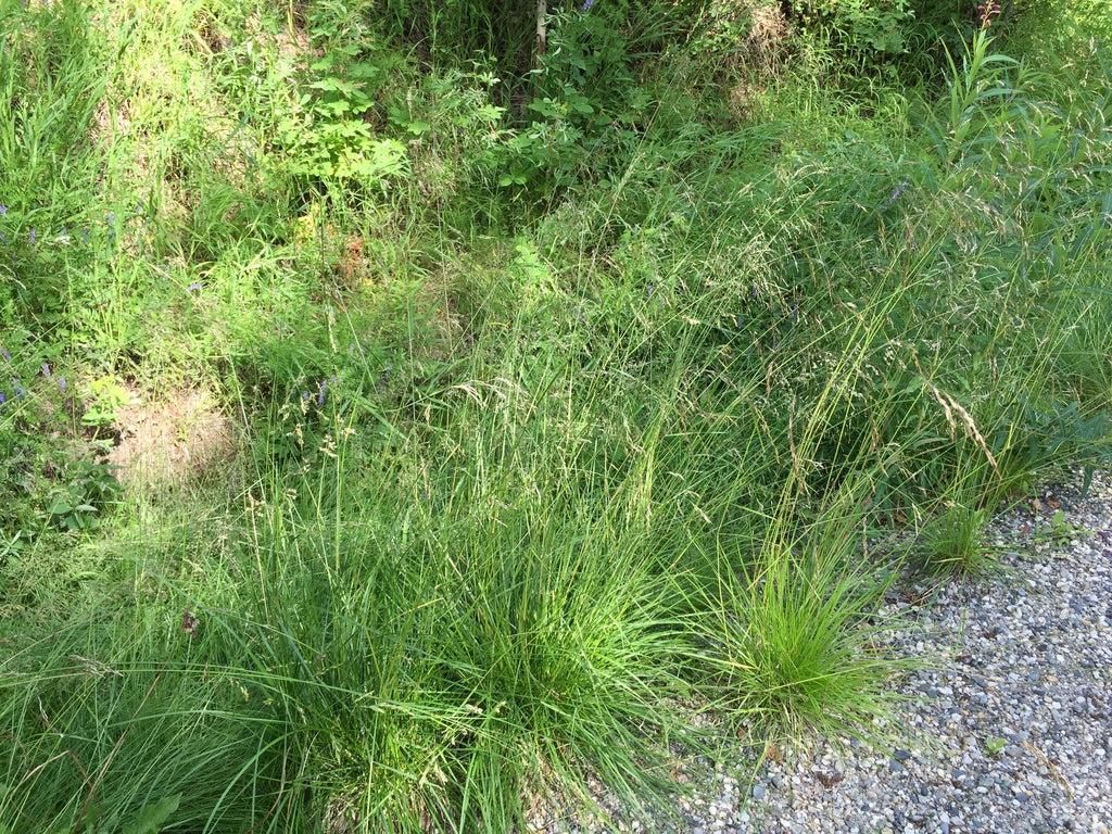 G0008 Grass, Deschampsia Cespitosa - View 22 from www redcrocus com