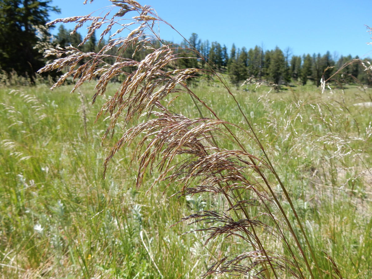 G0008 Grass, Deschampsia Cespitosa - View 23 from www redcrocus com