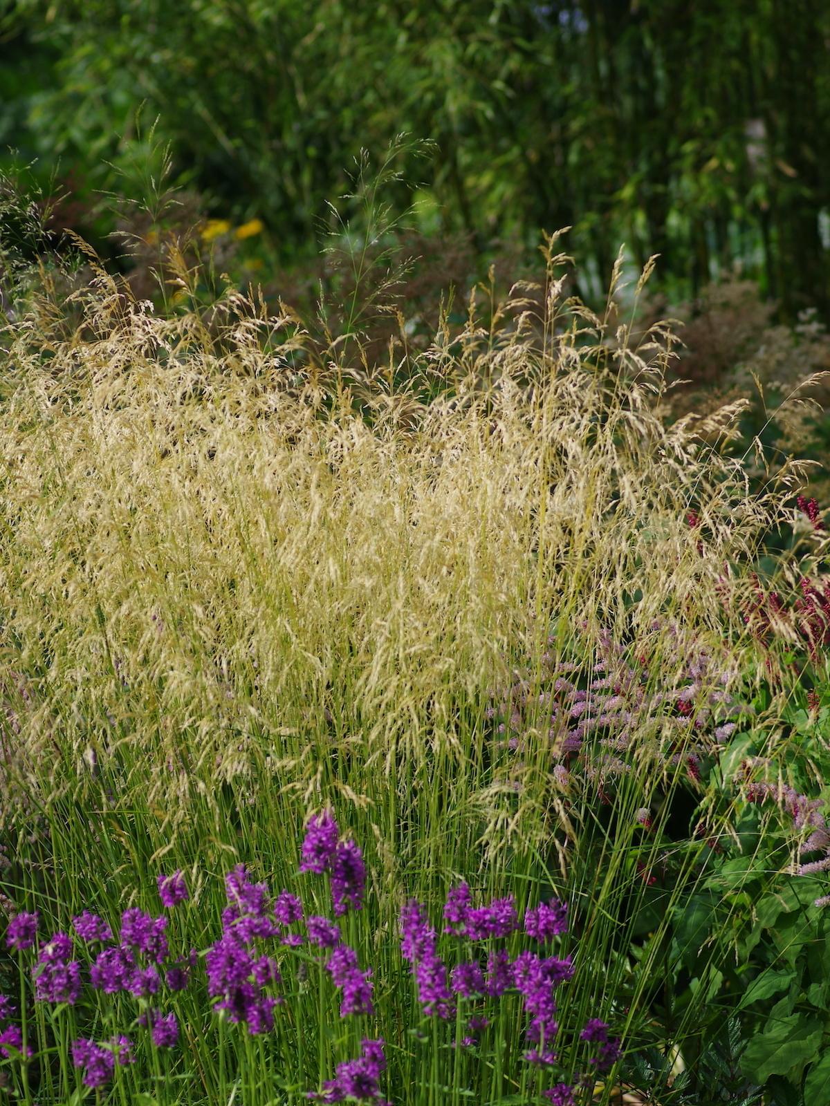 G0008 Grass, Deschampsia Cespitosa - View 24 from www redcrocus com