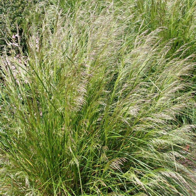 G0008 Grass, Deschampsia Cespitosa - View 26 from www redcrocus com