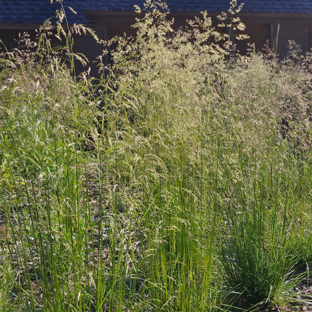 G0008 Grass, Deschampsia Cespitosa - View 27 from www redcrocus com