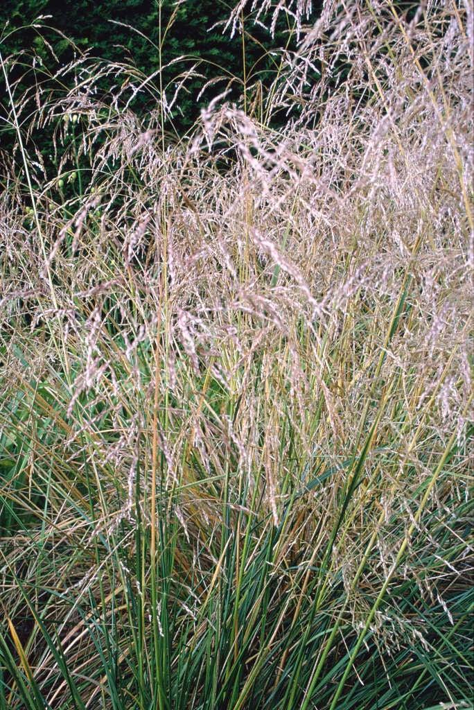 G0008 Grass, Deschampsia Cespitosa - View 29 from www redcrocus com