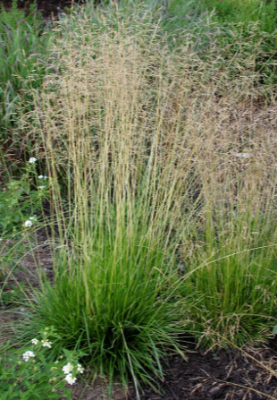 G0008 Grass, Deschampsia Cespitosa - View 2 from www redcrocus com