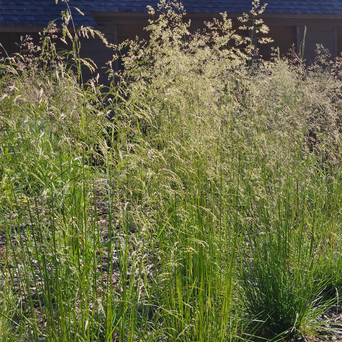 G0008 Grass, Deschampsia Cespitosa - View 32 from www redcrocus com