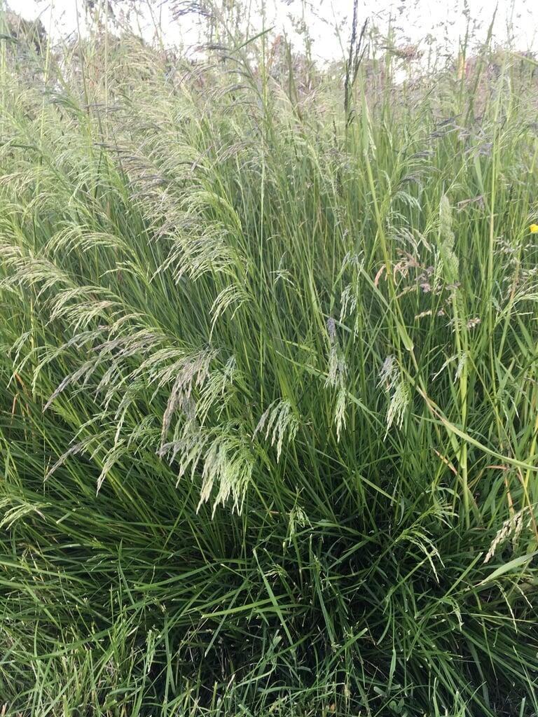 G0008 Grass, Deschampsia Cespitosa - View 34 from www redcrocus com