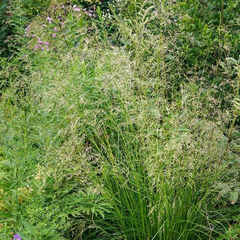 G0008 Grass, Deschampsia Cespitosa - View 35 from www redcrocus com