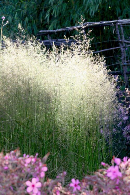 G0008 Grass, Deschampsia Cespitosa - View 36 from www redcrocus com