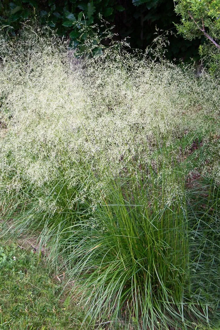 G0008 Grass, Deschampsia Cespitosa - View 3 from www redcrocus com
