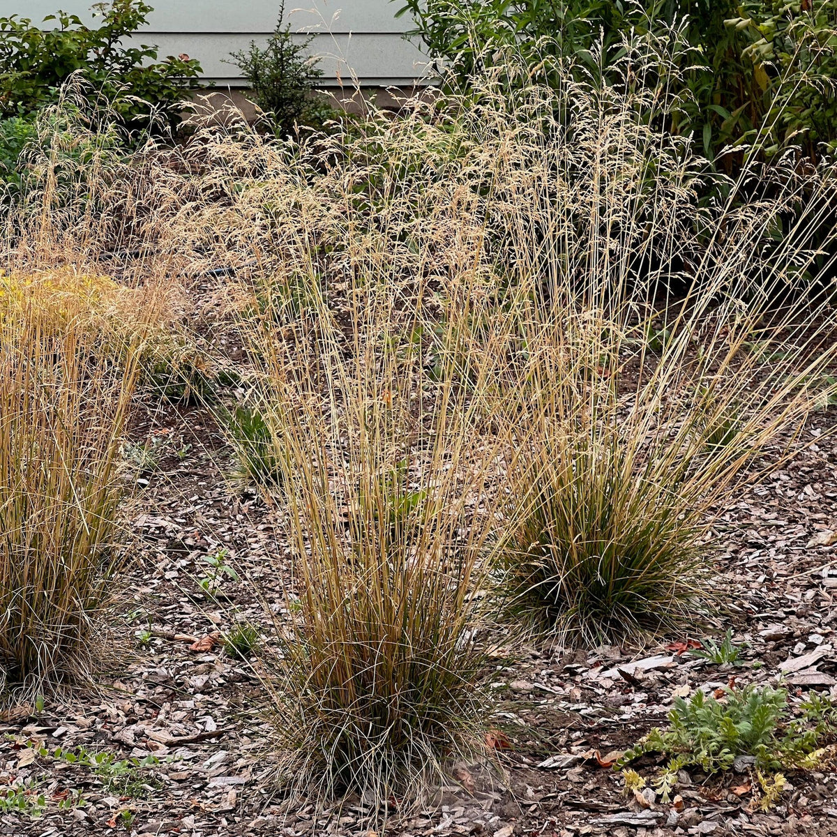 G0008 Grass, Deschampsia Cespitosa - View 40 from www redcrocus com