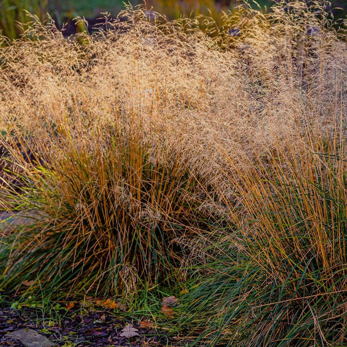 G0008 Grass, Deschampsia Cespitosa - View 5 from www redcrocus com