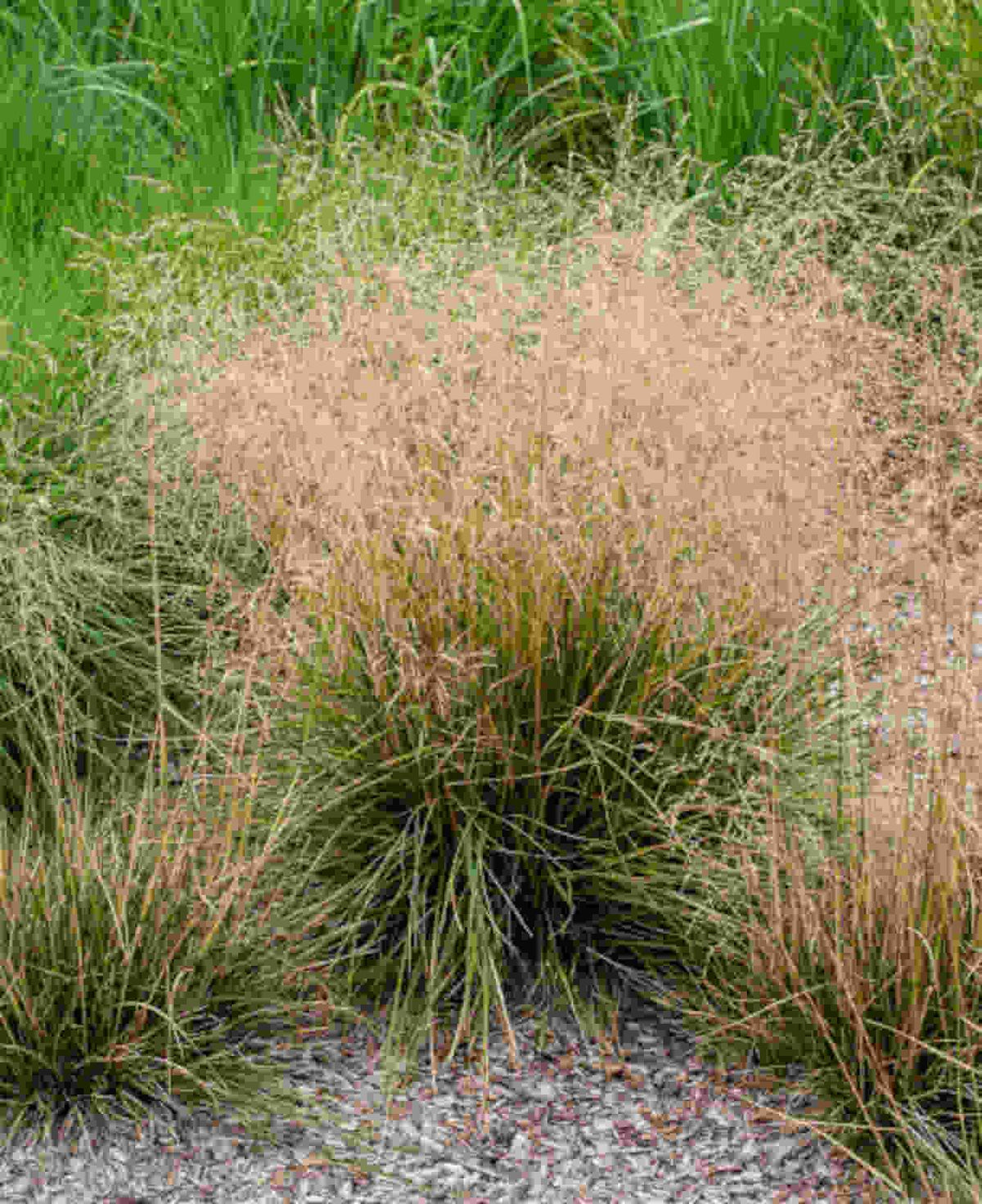 G0008 Grass, Deschampsia Cespitosa - View 6 from www redcrocus com