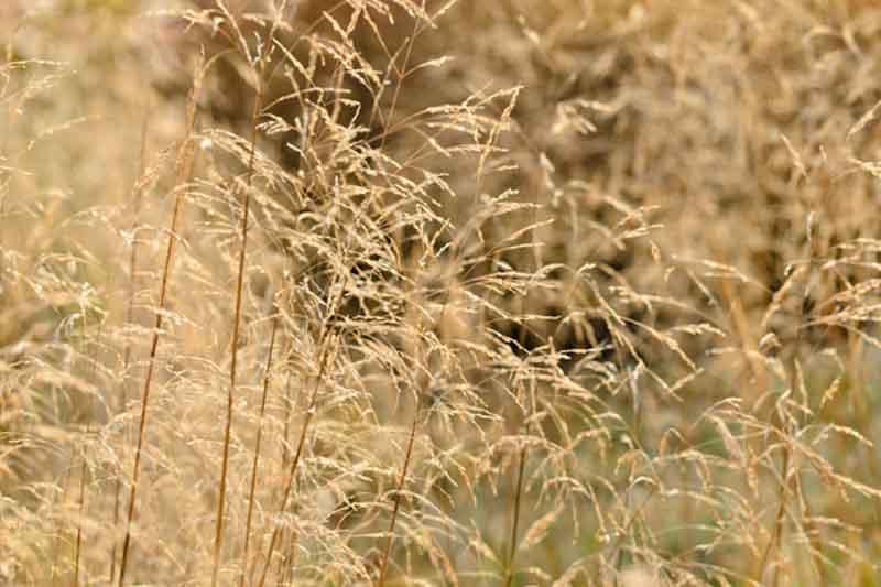 G0008 Grass, Deschampsia Cespitosa - View 7 from www redcrocus com