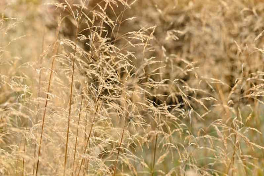 G0008 Grass, Deschampsia Cespitosa - View 7 from www redcrocus com