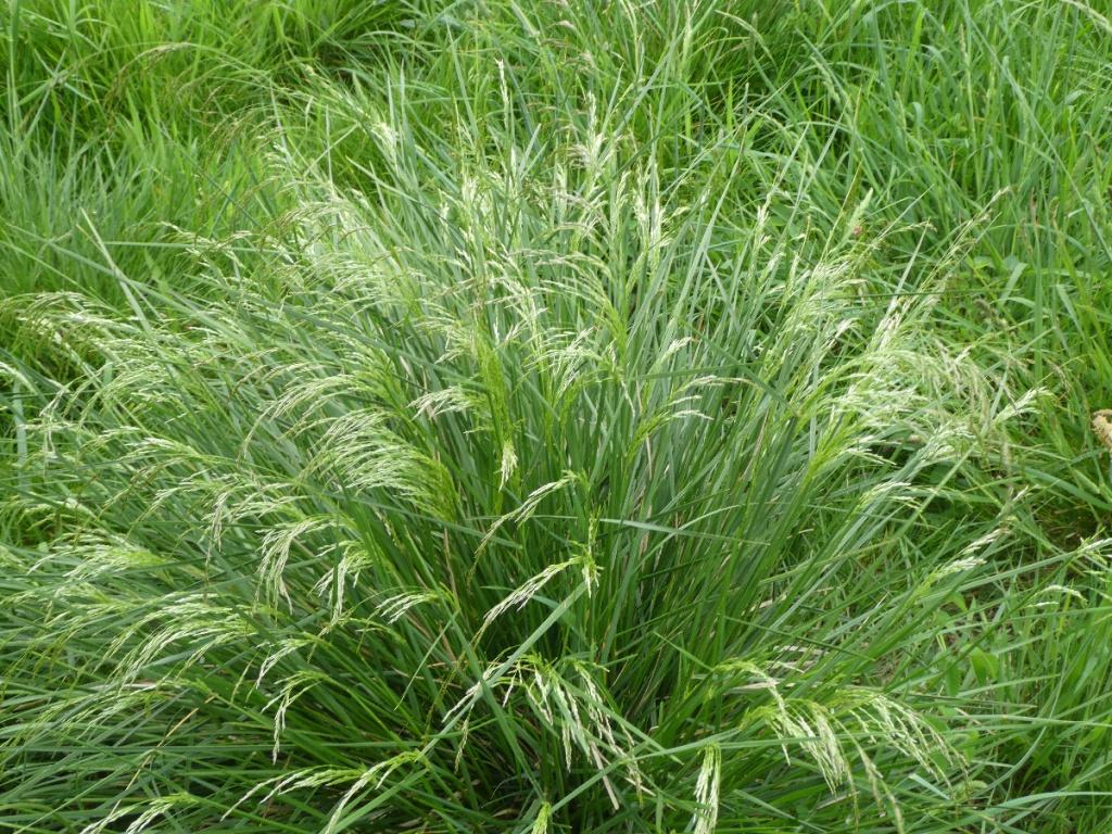 G0008 Grass, Deschampsia Cespitosa - View 8 from www redcrocus com