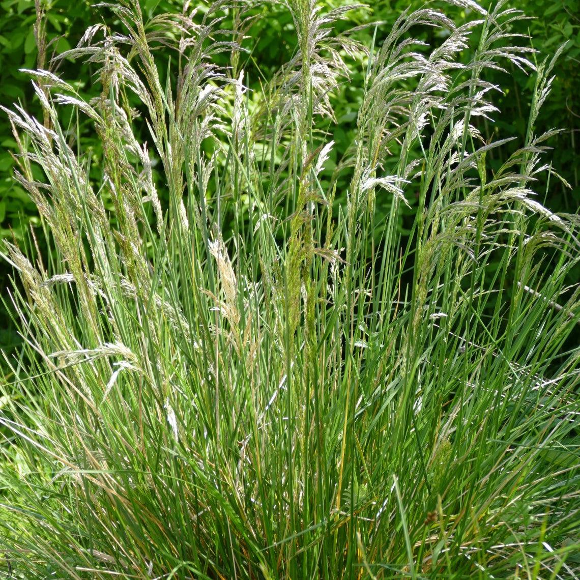 G0008 Grass, Deschampsia Cespitosa - View 9 from www redcrocus com